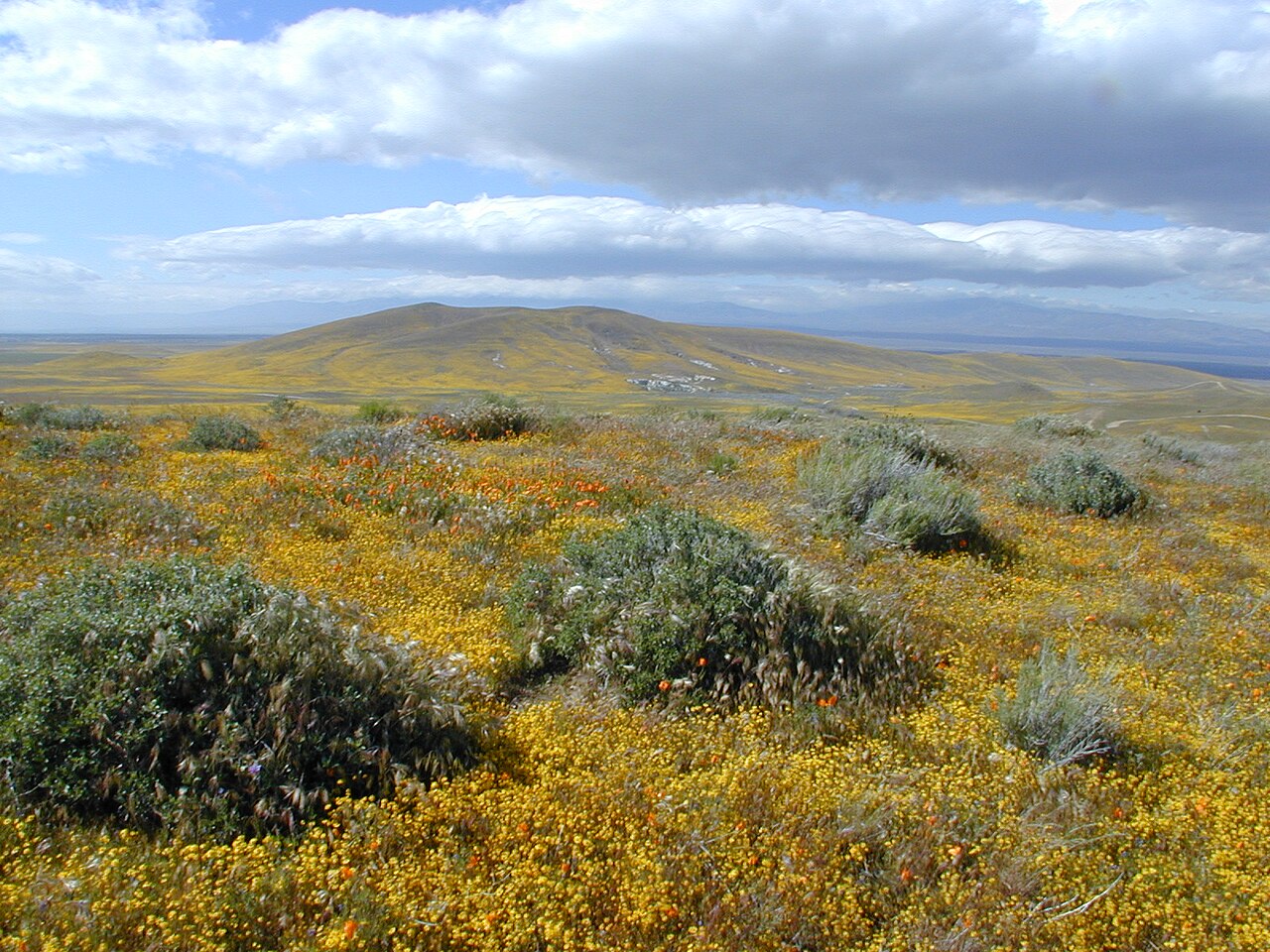 Antelope Valley golden wildflower fields with rolling hills and dramatic sky